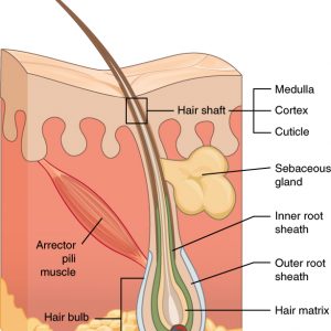 Trichorrhexis Nodosa – A Hair Shaft Disorder