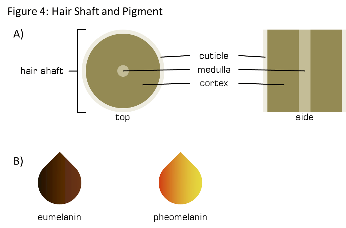 Anatomy of the hair shaft and pigment
